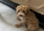 5 AYLIK MALTIPOO ( EĞİTİMLİ)